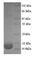 Recombinant Rat Phospholipase A2, membrane associated (Pla2g2a) – Figure 1 of 1
