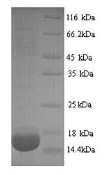 Recombinant Rat Phospholipase A2, membrane associated (Pla2g2a) – Figure 1 of 1