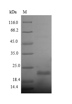 Recombinant Streptomyces hygroscopicus Phosphinothricin N-acetyltransferase (bar) – Figure 1 of 1
