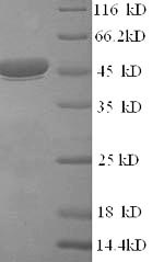 Recombinant Rotavirus A Intermediate capsid protein VP6 – Figure 1 of 1