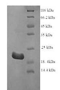 Recombinant Bovine Interferon tau-1 (IFNT1) – Figure 1 of 1
