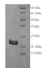 Recombinant Bovine Interferon tau-1 (IFNT1) – Figure 1 of 1