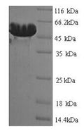 Recombinant Clostridium botulinum D phage Botulinum neurotoxin type D (botD), partial – Figure 1 of 1