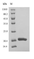 Recombinant Drosophila melanogaster Ubiquitin-conjugating enzyme E2-17KDA (UbcD6) – Figure 1 of 1