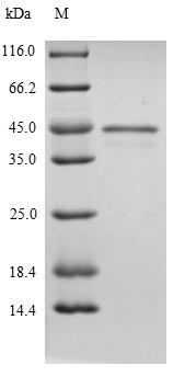 (Tris-Glycine gel) Discontinuous SDS-PAGE (reduced) with 5% enrichment gel and 15% separation gel.