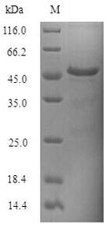 Recombinant Saccharomyces cerevisiae tRNA N6-adenosine threonylcarbamoyltransferase (KAE1) – Figure 1 of 1