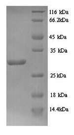 Recombinant Bacillus subtilis L-cystine-binding protein tcyA (tcyA) – Figure 1 of 1
