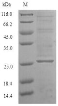 Recombinant Saccharomyces cerevisiae GTP-binding nuclear protein GSP1/CNR1 (GSP1) – Figure 1 of 1