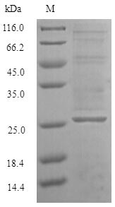 Recombinant Saccharomyces cerevisiae GTP-binding nuclear protein GSP1/CNR1 (GSP1) – Figure 1 of 1