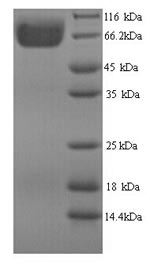 Recombinant Aspergillus niger 3-phytase A (phyA) – Figure 1 of 1