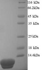 Recombinant Sulfolobus solfataricus DNA-binding protein 7d (sso7d) – Figure 1 of 1