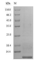 Recombinant Saccharomyces cerevisiae A-agglutinin-binding subunit (AGA2) – Figure 1 of 1