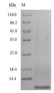 Recombinant Saccharomyces cerevisiae A-agglutinin-binding subunit (AGA2) – Figure 1 of 1