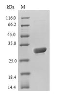 Recombinant Aequorea victoria Green fluorescent protein (GFP) – Figure 1 of 1