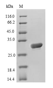 Recombinant Aequorea victoria Green fluorescent protein (GFP) – Figure 1 of 1