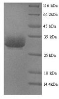 Recombinant Calloselasma rhodostoma Thrombin-like enzyme ancrod – Figure 1 of 1