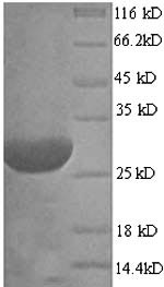 Recombinant Aspergillus fumigatus Hydrophobin (rodA) – Figure 1 of 1