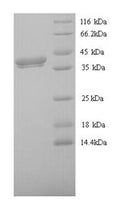 Recombinant Xenopus laevis Protein Wnt-8 (wnt8) – Figure 1 of 1