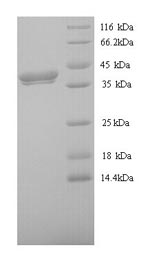Recombinant Xenopus laevis Protein Wnt-8 (wnt8) – Figure 1 of 1