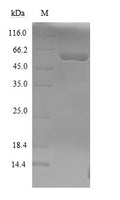Recombinant Clostridium botulinum Botulinum neurotoxin type F (botF), partial – Figure 1 of 1
