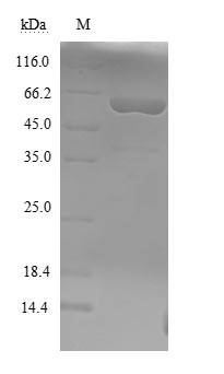 Recombinant Clostridium botulinum Botulinum neurotoxin type F (botF), partial – Figure 1 of 1