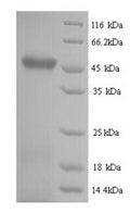 Recombinant Escherichia coli RNA-splicing ligase RtcB (rtcB) – Figure 1 of 1