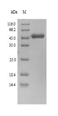 Recombinant Human herpesvirus 6A DNA polymerase processivity factor (U27) – Figure 1 of 1