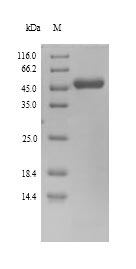 Recombinant Human herpesvirus 6A DNA polymerase processivity factor (U27) – Figure 1 of 1