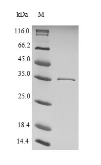 Recombinant Helicobacter pylori Cytotoxicity-associated immunodominant antigen (cagA), partial – Figure 1 of 1
