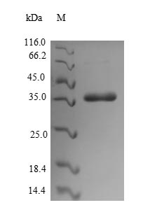 Recombinant Escherichia coli CS6 fimbrial subunit B (cssB) – Figure 1 of 1