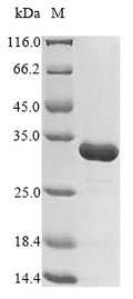 (Tris-Glycine gel) Discontinuous SDS-PAGE (reduced) with 5% enrichment gel and 15% separation gel.