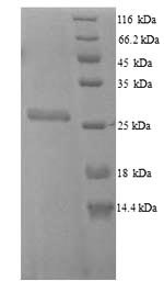 Recombinant Escherichia coli O6:H1 FKBP-type peptidyl-prolyl cis-trans isomerase FkpA (fkpA) – Figure 1 of 1