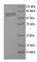 Recombinant Human respiRatory syncytial virus A Fusion glycoprotein F0 (F), partial – Figure 1 of 1