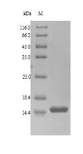 (Tris-Glycine gel) Discontinuous SDS-PAGE (reduced) with 5% enrichment gel and 15% separation gel.