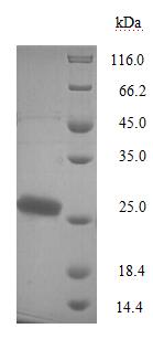 Recombinant Bordetella pertussis Pertussis toxin subunit 1 (ptxA) – Figure 1 of 1