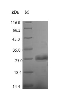 Recombinant Bacillus thuringiensis subsp. kurstaki Pesticidal crystal protein cry1Ac (cry1Ac), partial – Figure 1 of 1