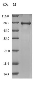 Recombinant Agrobacterium fabrum Single-strand DNA-binding protein (virE2) – Figure 1 of 1