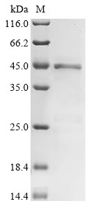 (Tris-Glycine gel) Discontinuous SDS-PAGE (reduced) with 5% enrichment gel and 15% separation gel.