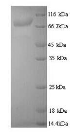 Recombinant Bacillus thuringiensis subsp. Pesticidal crystal protein cry3Aa (cry3Aa) – Figure 1 of 1