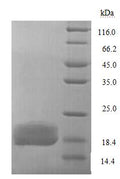 Recombinant Escherichia coli Lipopolysaccharide export system protein LptA (lptA) – Figure 1 of 1