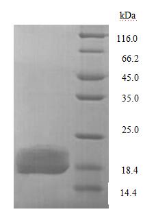 Recombinant Escherichia coli Lipopolysaccharide export system protein LptA (lptA) – Figure 1 of 1