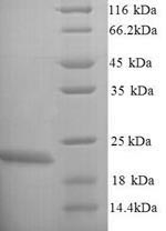 Recombinant Escherichia coli O6:H1 Lipopolysaccharide export system protein LptC (lptC) – Figure 1 of 1