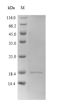 Recombinant Mouse Hemoglobin subunit beta-2 (Hbb-b2) – Figure 1 of 1