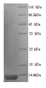 Recombinant Human herpesvirus 1 ICP47 protein (US12) – Figure 1 of 1