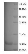 Recombinant Mouse Major urinary protein 11 (Mup11), partial – Figure 1 of 1