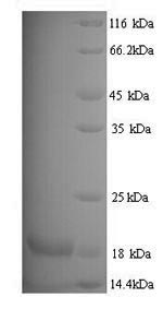 Recombinant Mouse Major urinary protein 11 (Mup11), partial – Figure 1 of 1