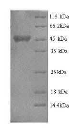 Recombinant Escherichia coli NAD (P) transhydrogenase subunit alpha (pntA), partial – Figure 1 of 1