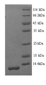 Recombinant Mouse Serine protease inhibitor Kazal-type 1 (Spink1) – Figure 1 of 1