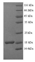 Recombinant Bacillus thuringiensis subsp. kurstaki Pesticidal crystal protein Cry1Ab (cry1Ab), partial – Figure 1 of 1