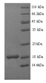 Recombinant Bacillus thuringiensis subsp. kurstaki Pesticidal crystal protein Cry1Ab (cry1Ab), partial – Figure 1 of 1